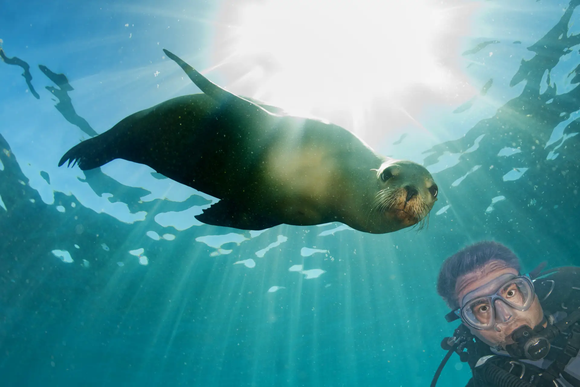 Sea Lions San Carlos