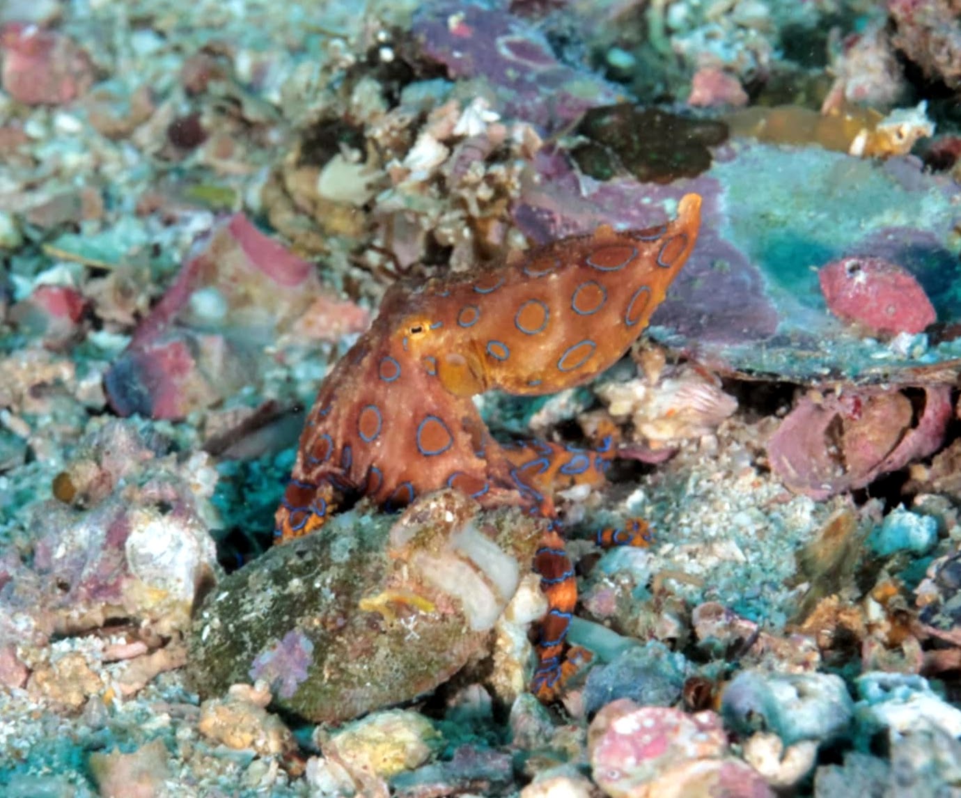 BlueRingedOctopus