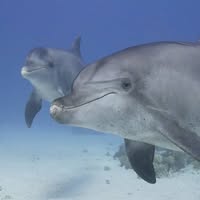 OTA Scuba & Swim