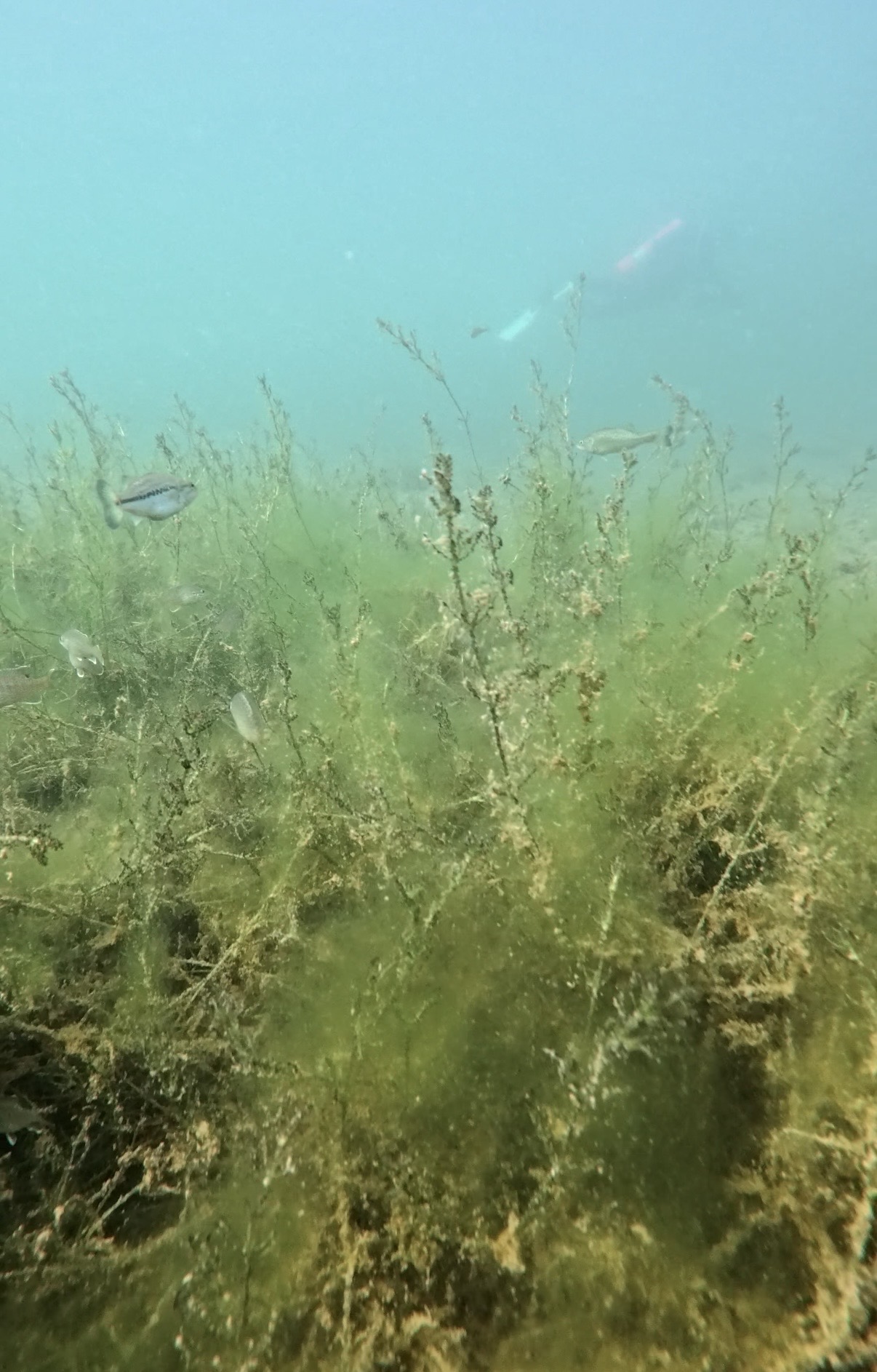 Bluegill and bass among submerged vegetation while scuba diving Lake Pleasant, Arizona