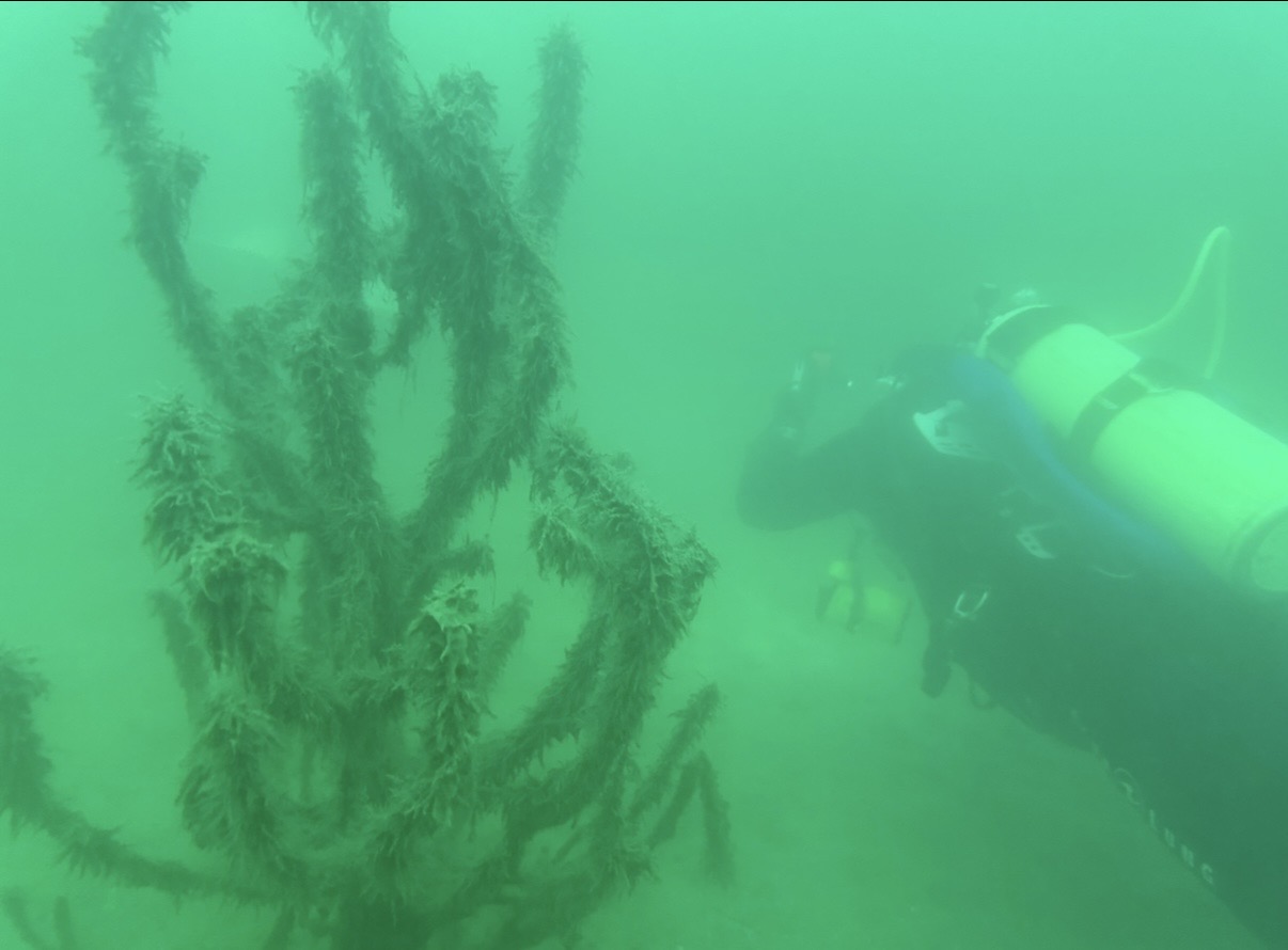 Diver in green, low-visibility summer water beside submerged growth while scuba diving Lake Pleasant, Arizona