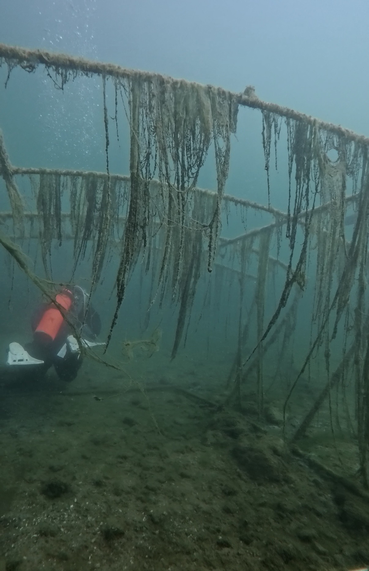 Scuba diver near an algae-covered submerged structure while diving Lake Pleasant, Arizona