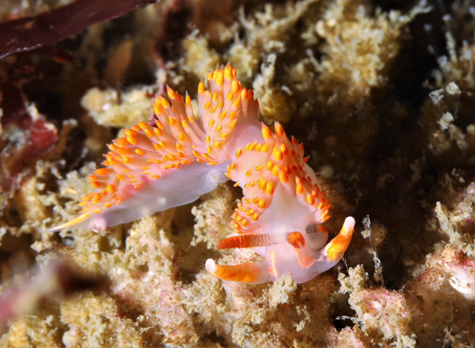 A clown nudibranch on a Southern California reef