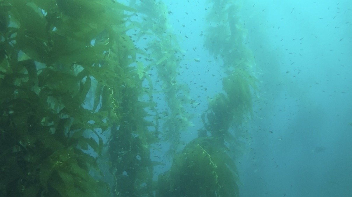 A Southern California kelp forest