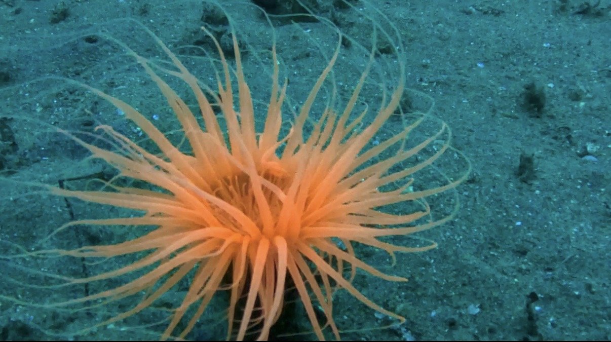 An orange tube anemone on the sand off Southern California