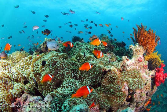 Clownfish in an anemone on a Fijian reef