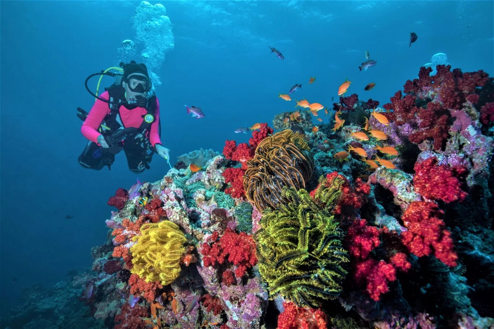 A scuba diver beside a colorful soft coral reef in Fiji