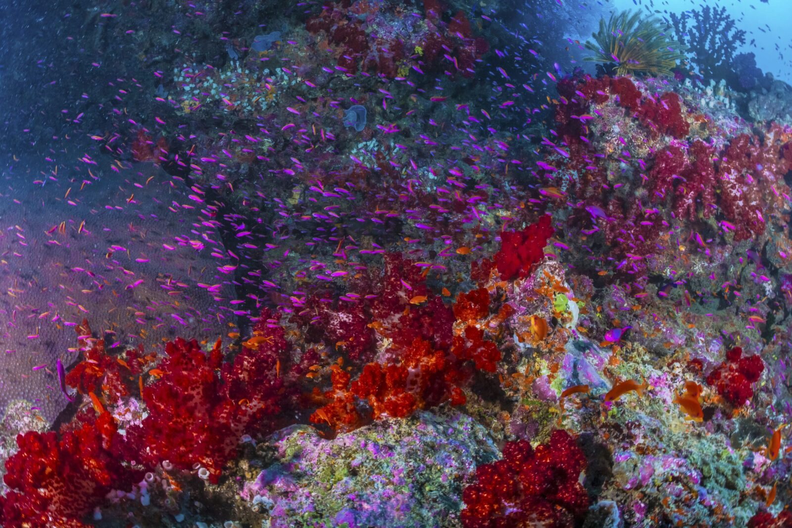 Vibrant purple and red soft coral reef in Fiji