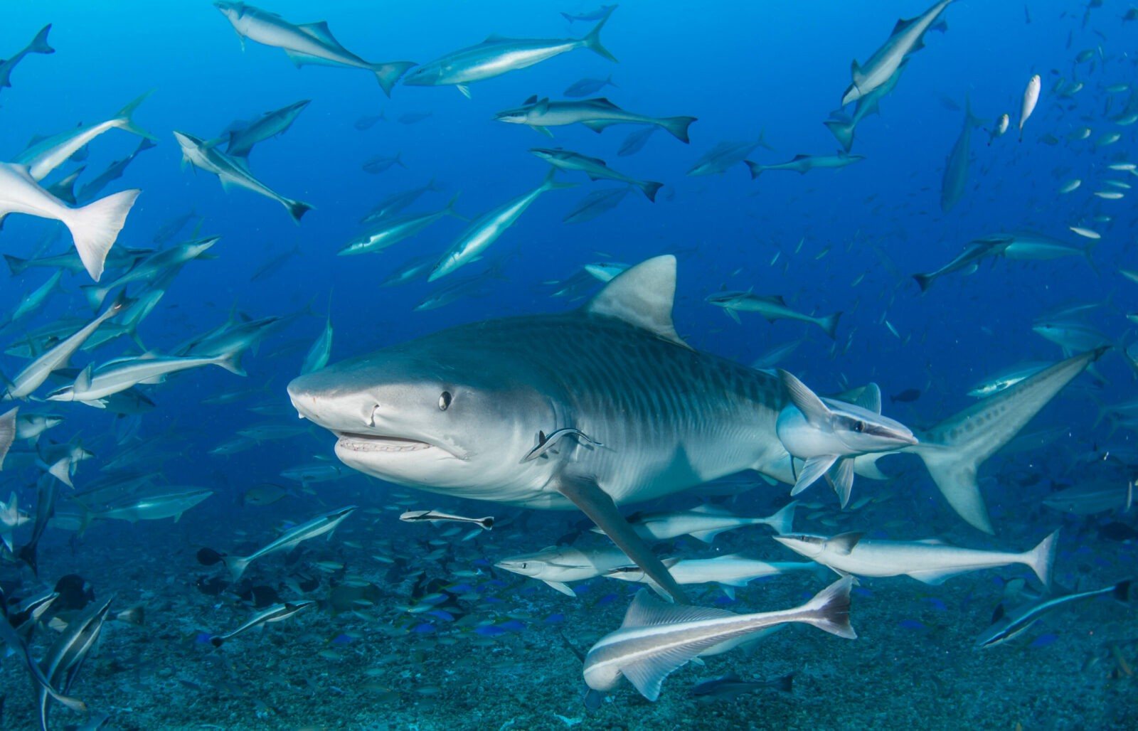 A tiger shark among schooling fish on the Beqa Lagoon shark dive in Fiji