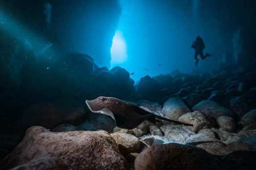 A scuba diver and a stingray in a Wolf Island cave in the Galapagos