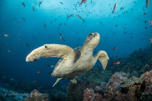 A green sea turtle over the reef in the Galapagos