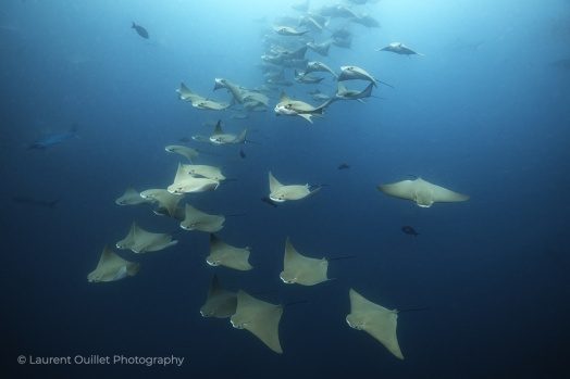 A school of mobula rays gliding through the blue in the Galapagos