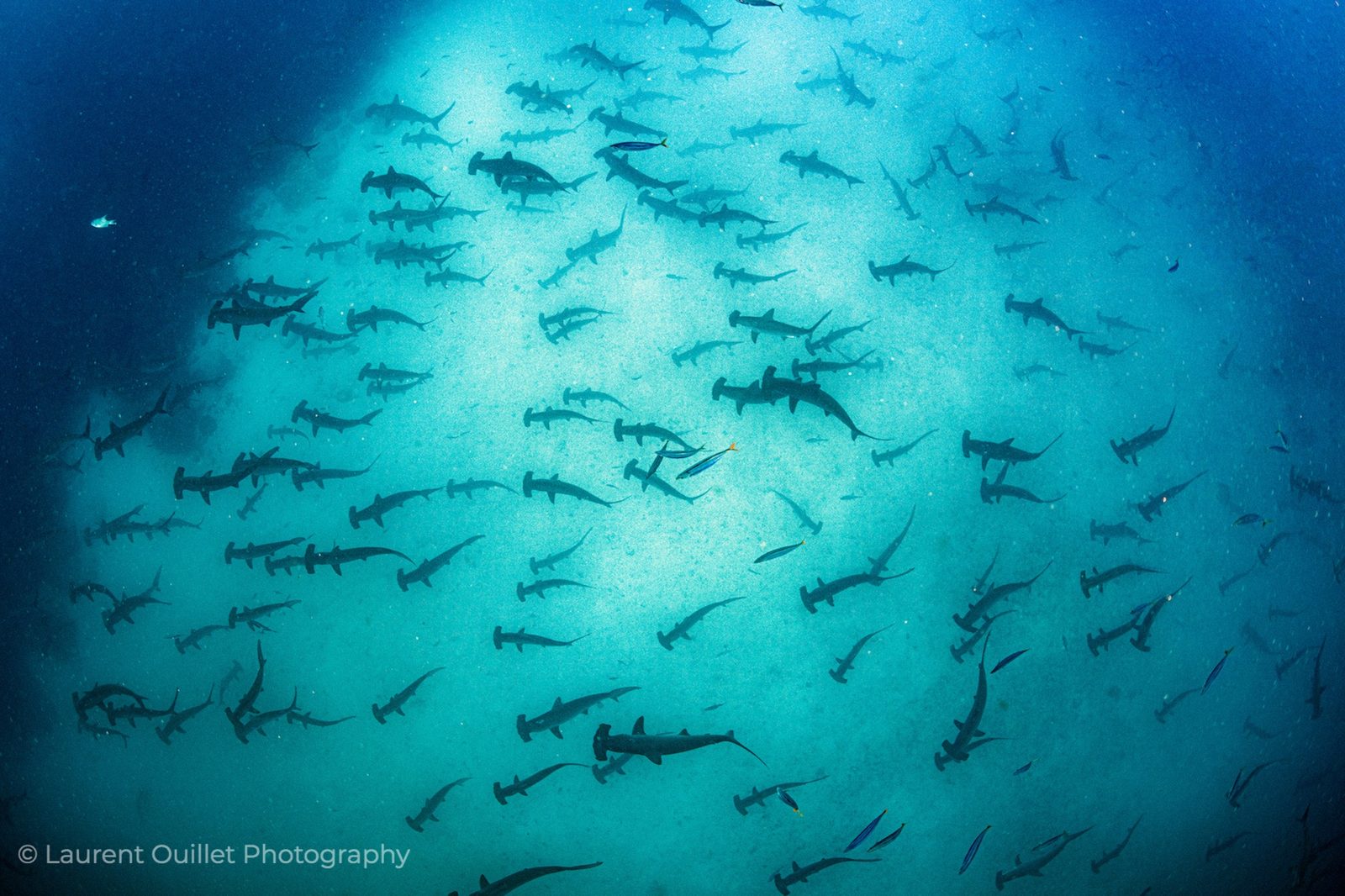 Hundreds of schooling hammerhead sharks at Wolf and Darwin in the Galapagos