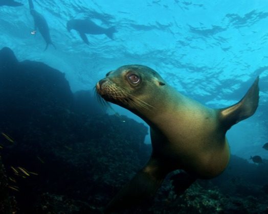 A curious Galapagos sea lion underwater