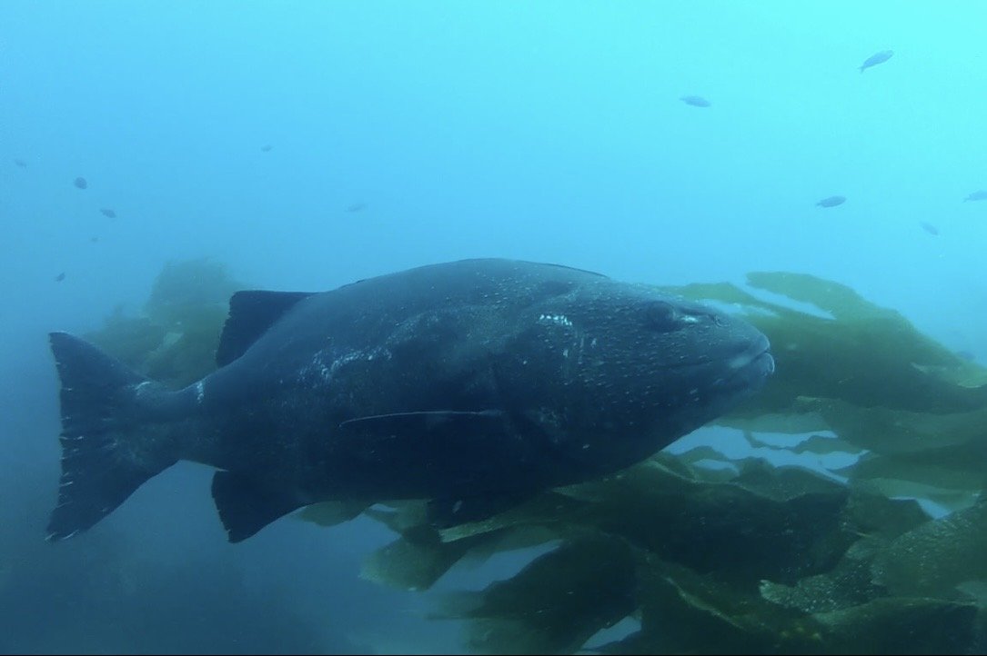A giant sea bass in the kelp off Southern California