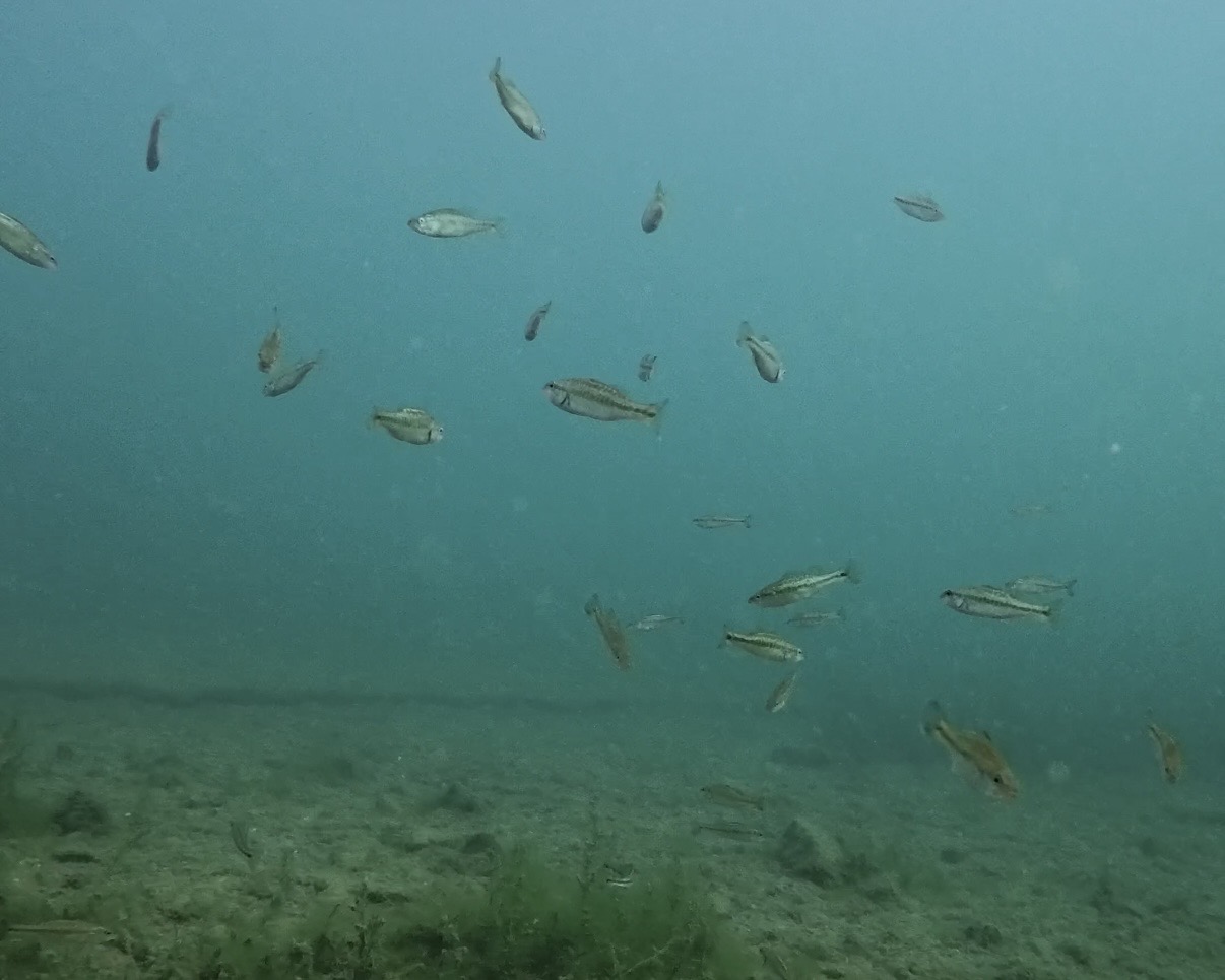 School of freshwater fish underwater at Lake Pleasant, Arizona