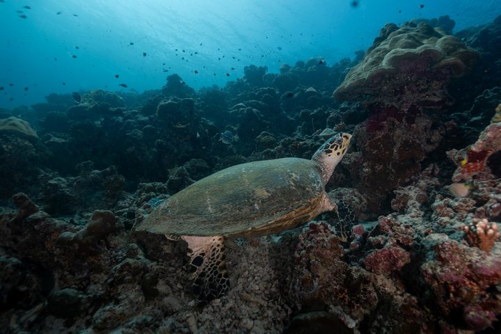 A sea turtle gliding over a coral reef in the Maldives
