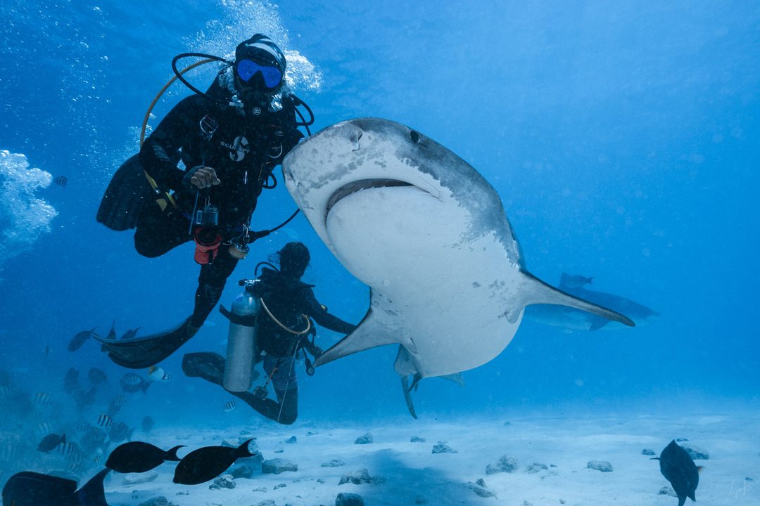 Diver with a tiger shark in Fuvahmulah