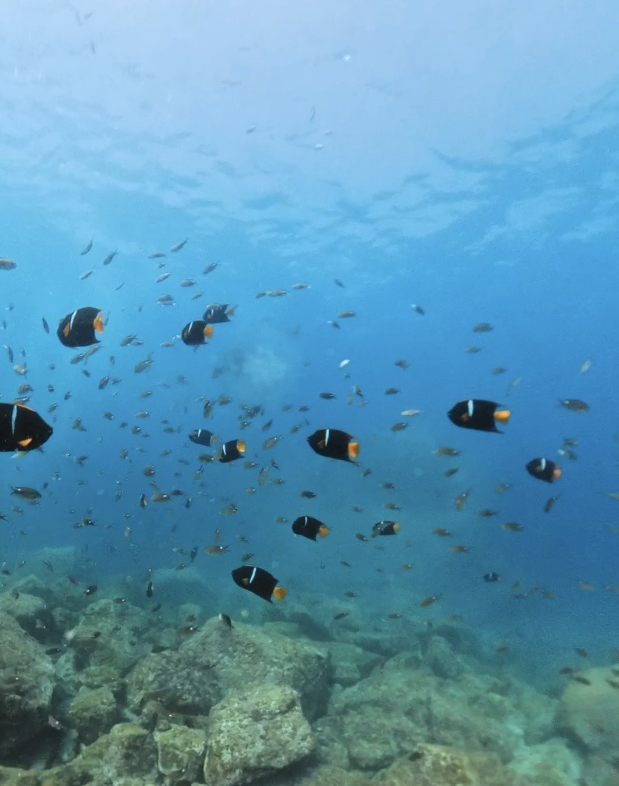 Cortez angelfish over the reef at Isla San Pedro Nolasco