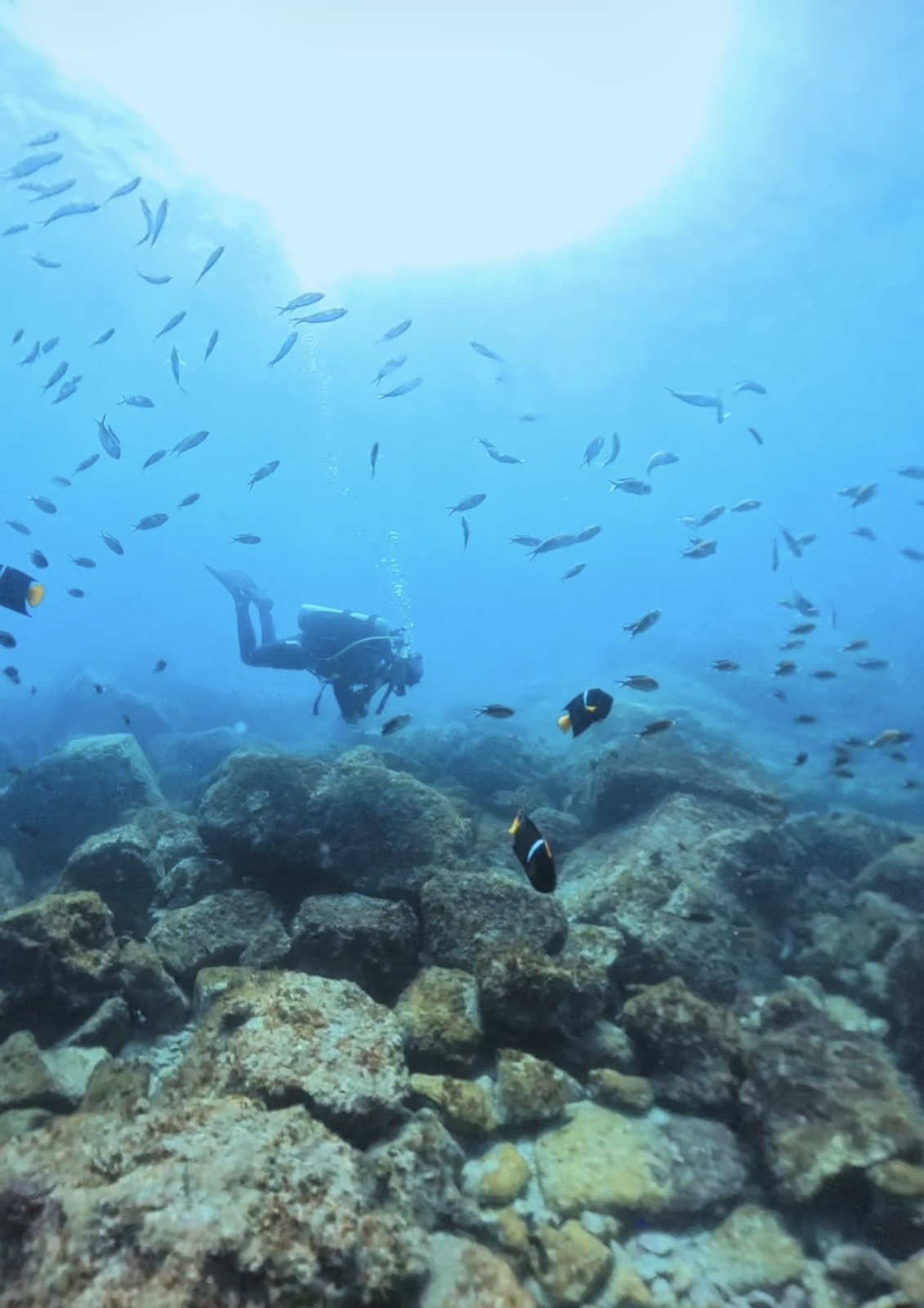 A scuba diver over the reef in the Sea of Cortez