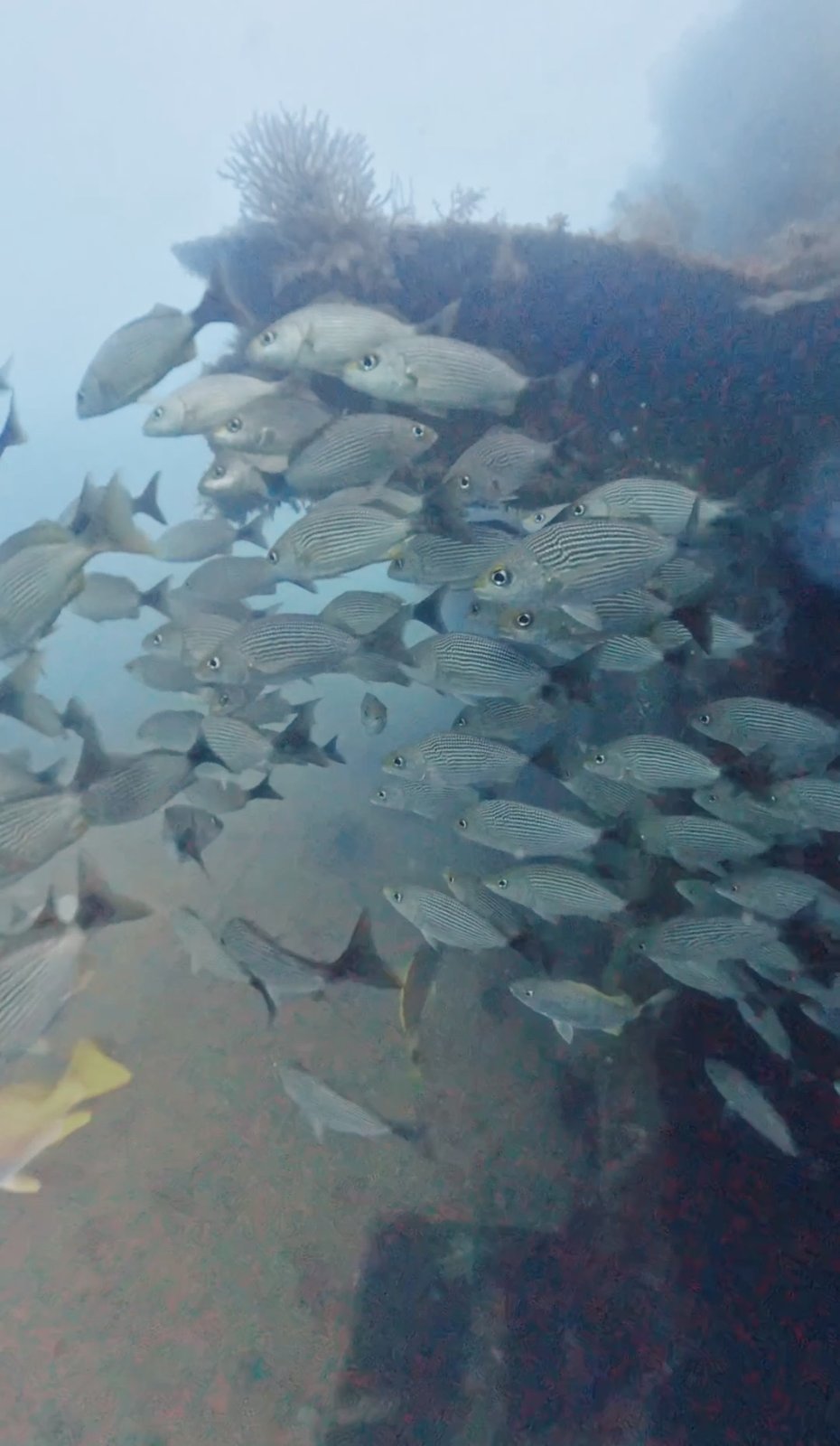 Schooling fish on a wreck in San Carlos Bay, Sea of Cortez