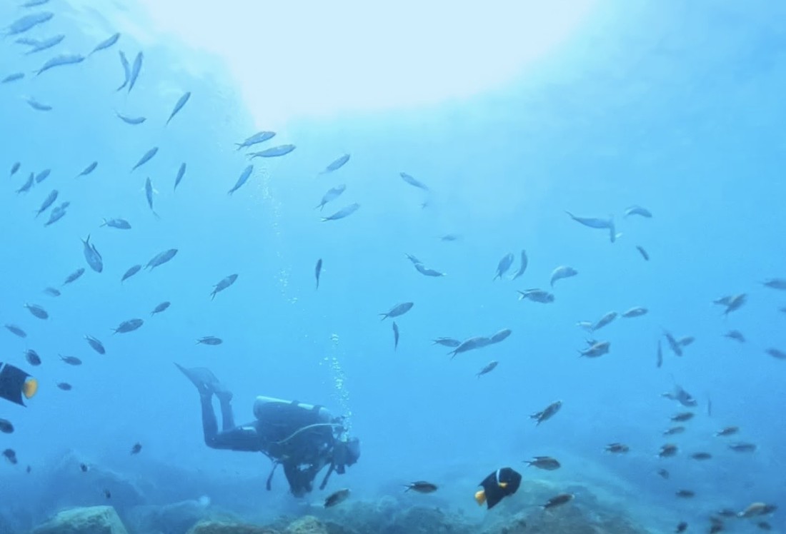 A scuba diver swimming past a school of fish over a rocky reef