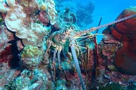 A Caribbean spiny lobster on the reef in St. Vincent
