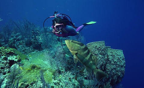 A diver beside a large grouper on a wall in St. Vincent