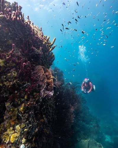 A diver descending a sponge-covered wall in St. Vincent