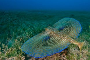 A flying gurnard over the seagrass at St. Eustatius