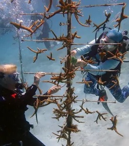 “Coral reef restoration diving in Bocas del Toro, Panama”