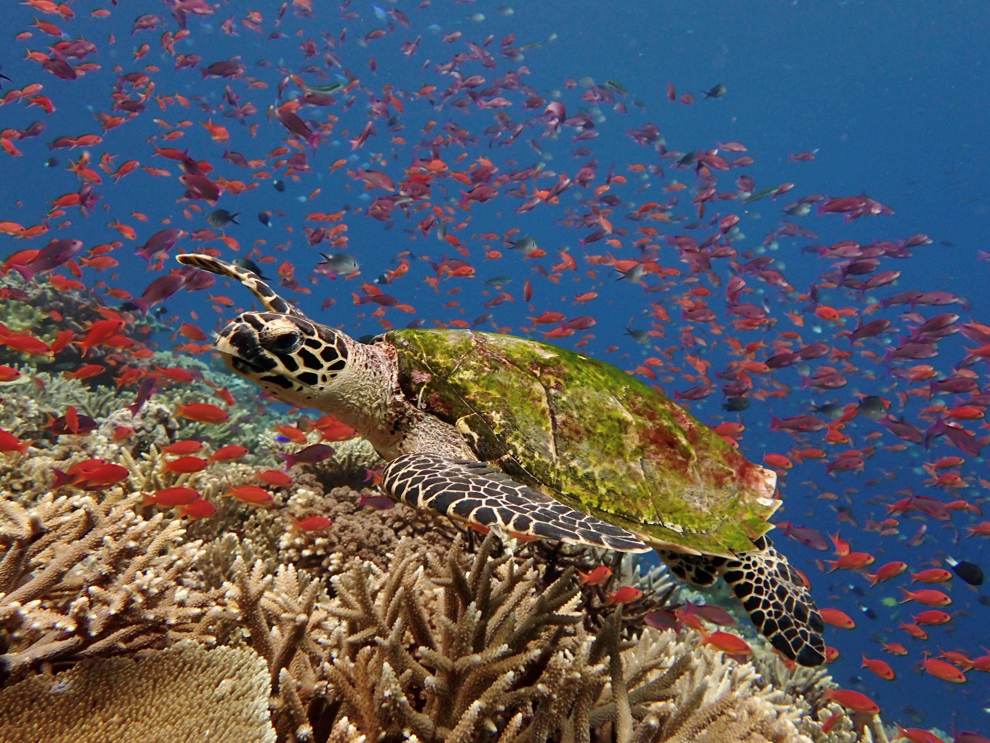 Hawksbill turtle with fish