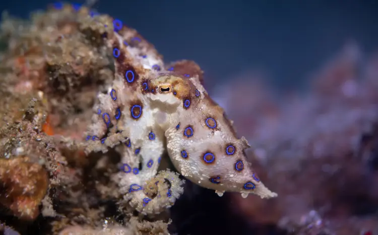 Blue Ring Octopus