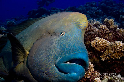 Napolean Wrasse