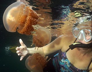 Jellyfish Lake