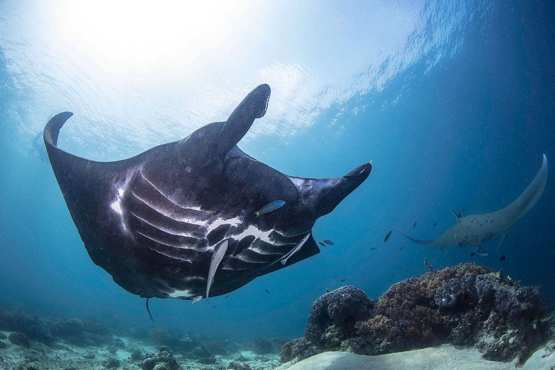 Manta Ray