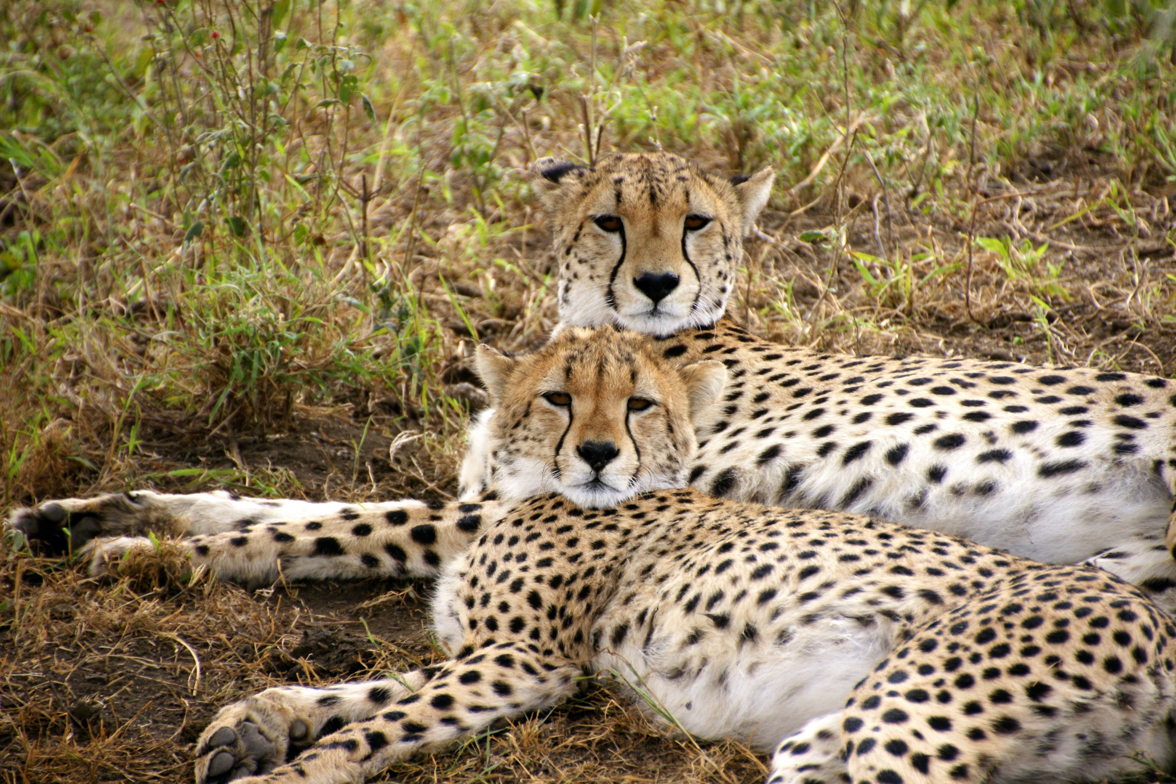Cheetahs