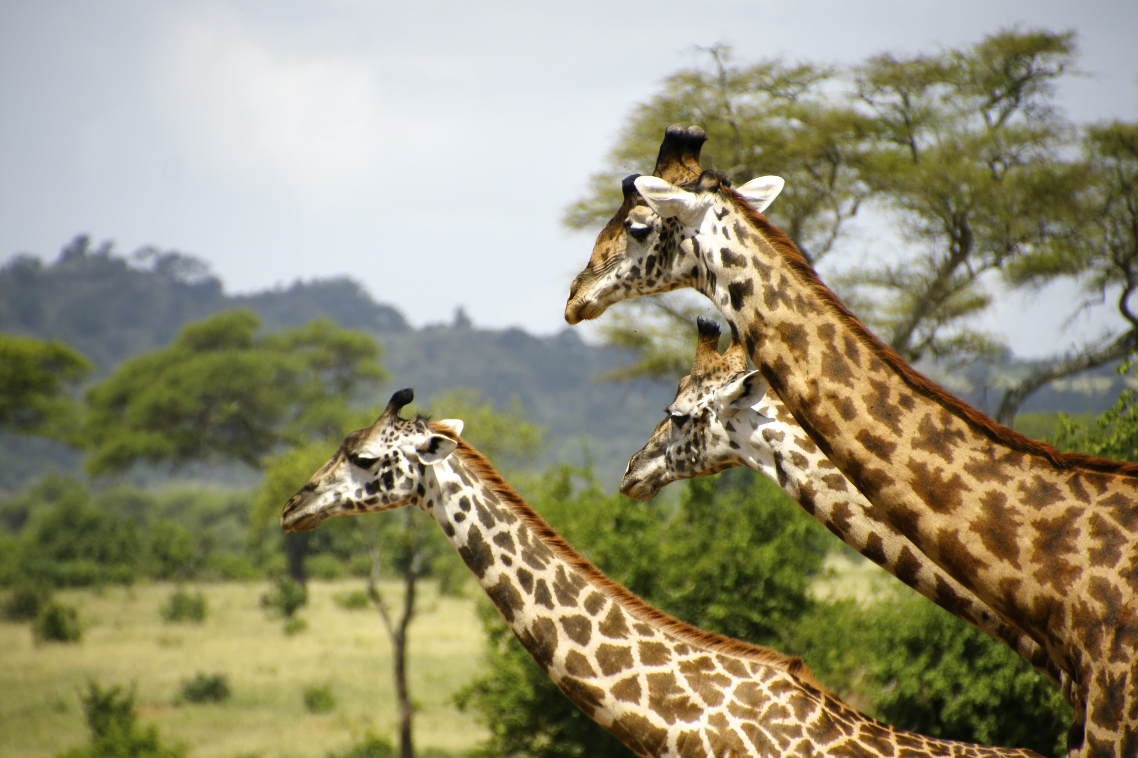 Giraffe