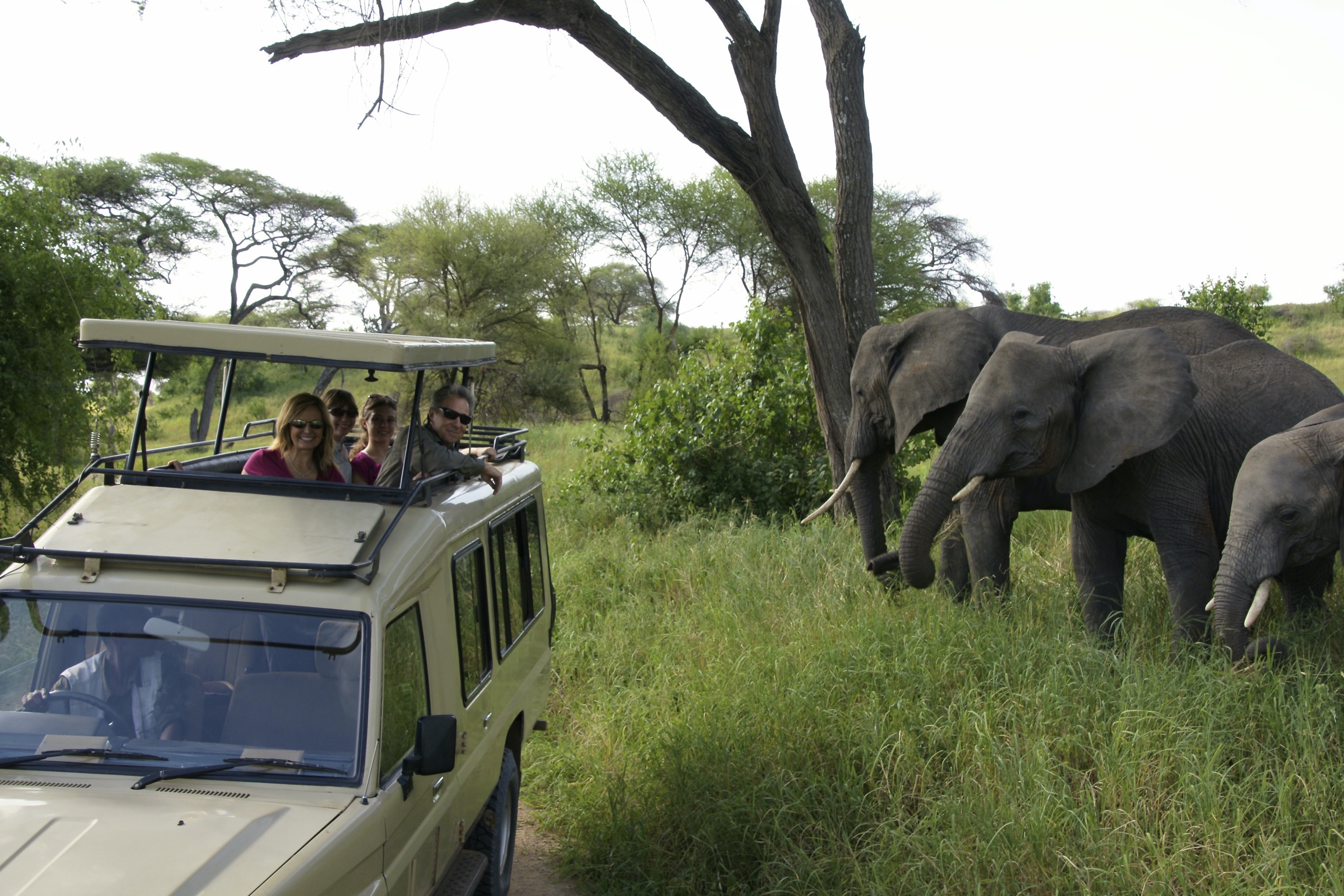 Elephant with jeep