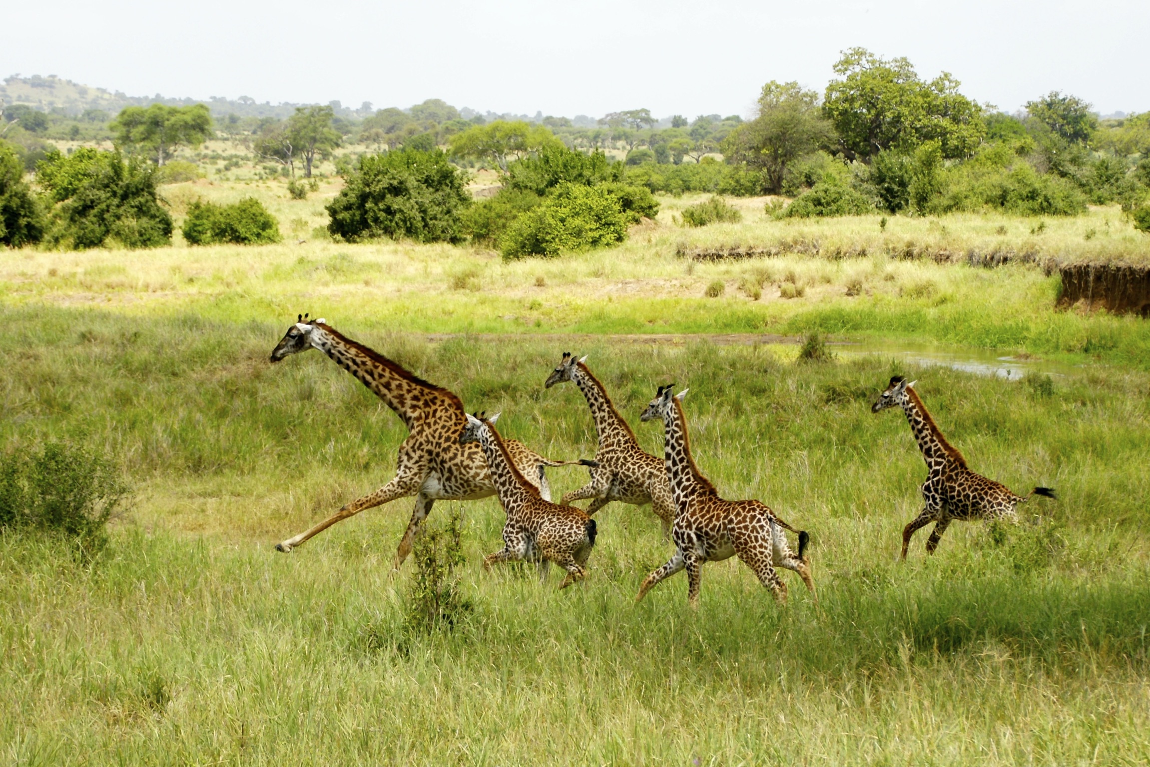 Giraffe running