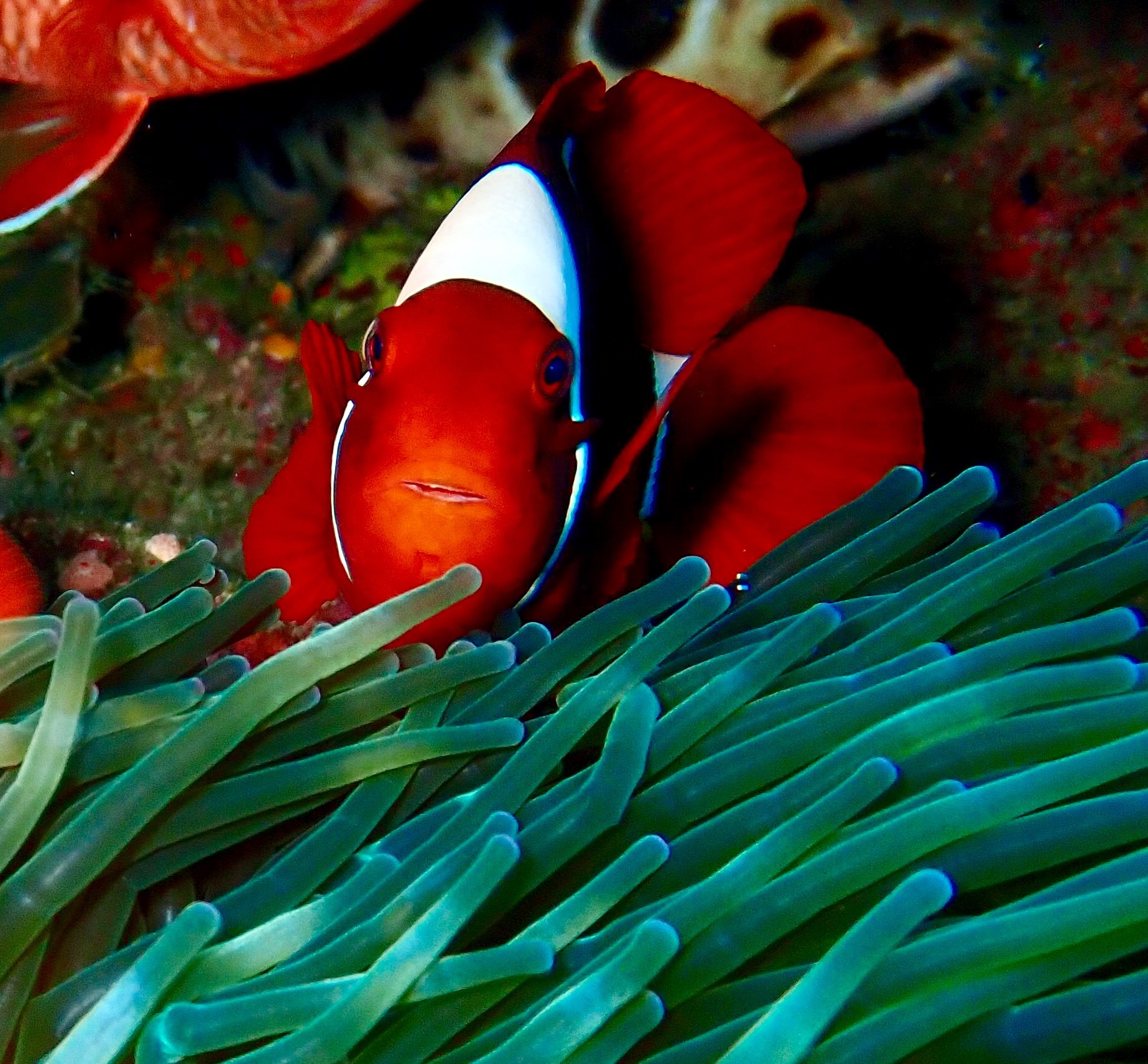 Spinecheek Anemonefish