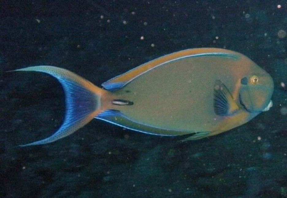 Acanthurus_bariene___Eyespot_Surgeonfish___Tulamben_Indonesia_16102011