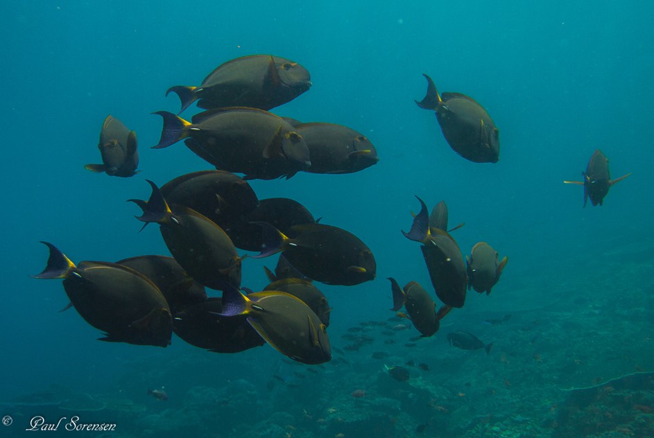 Acanthurus_bdussumieri___Eyestrips_Surgeonfish___Kubu_Indonesia___17092015
