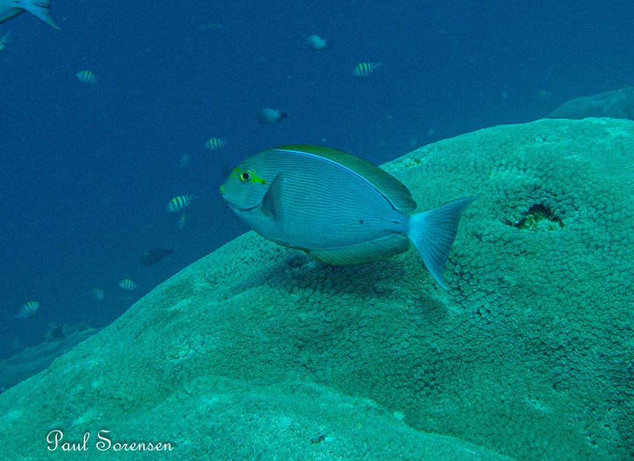 Acanthurus_mata___Yellowmask_Surgeonfish__Nusa_Penida_Indonesia___23102023