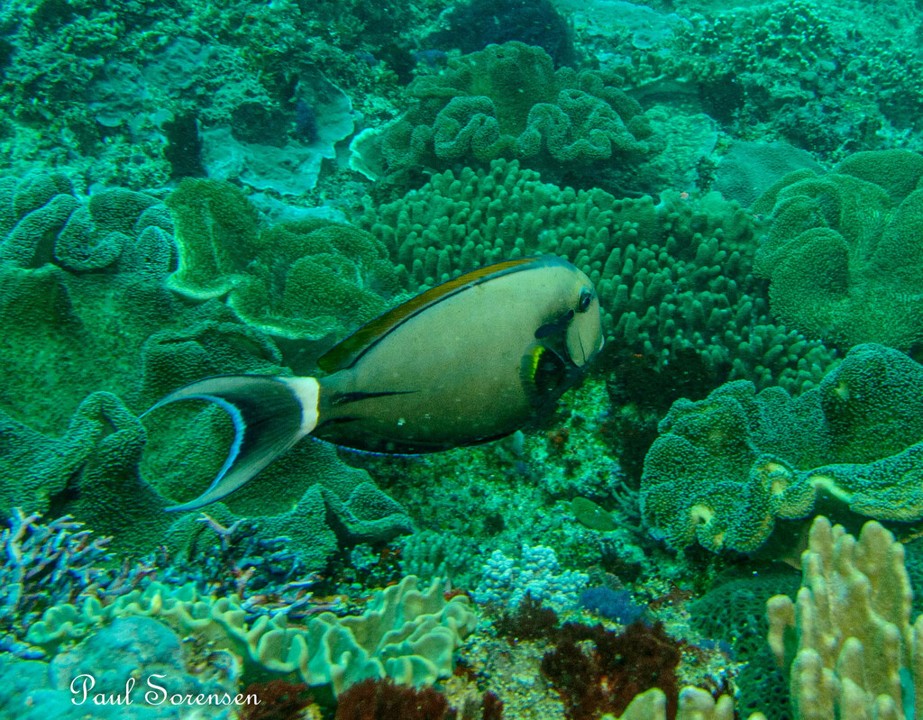 Acanthurus_nigricauda___Eyeline_Surgeonfish___Nusa_Penida___22102023