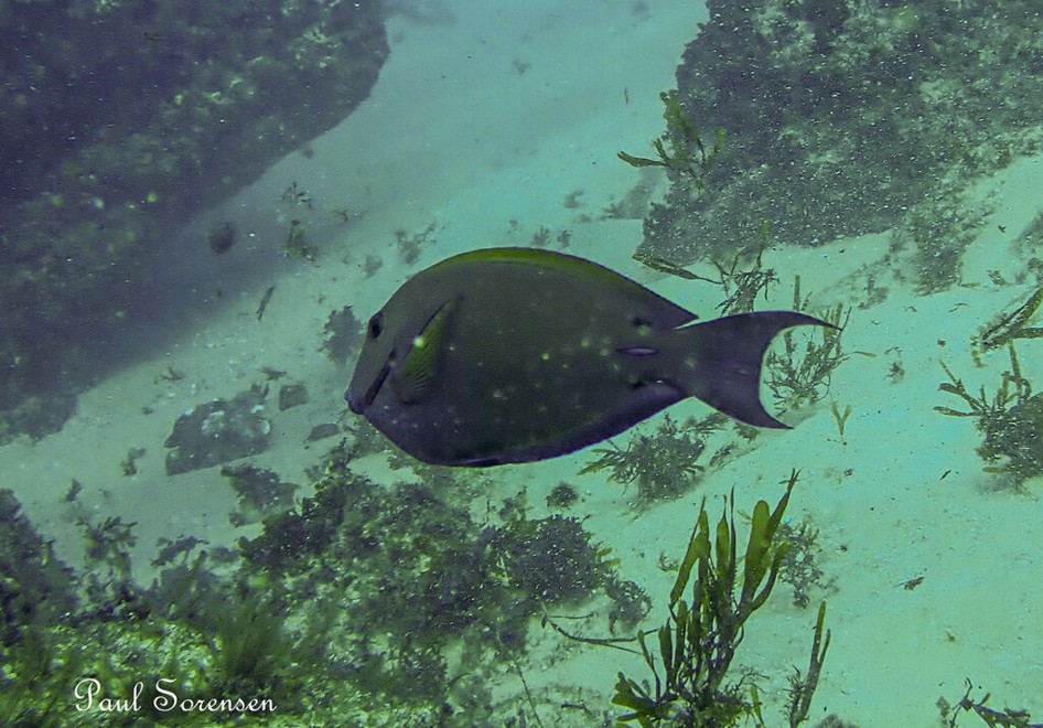 Acanthurus_nigrofuscus___Dusky_Surgeonfish___Nth_Strdbroke_Island_QLD___23102023
