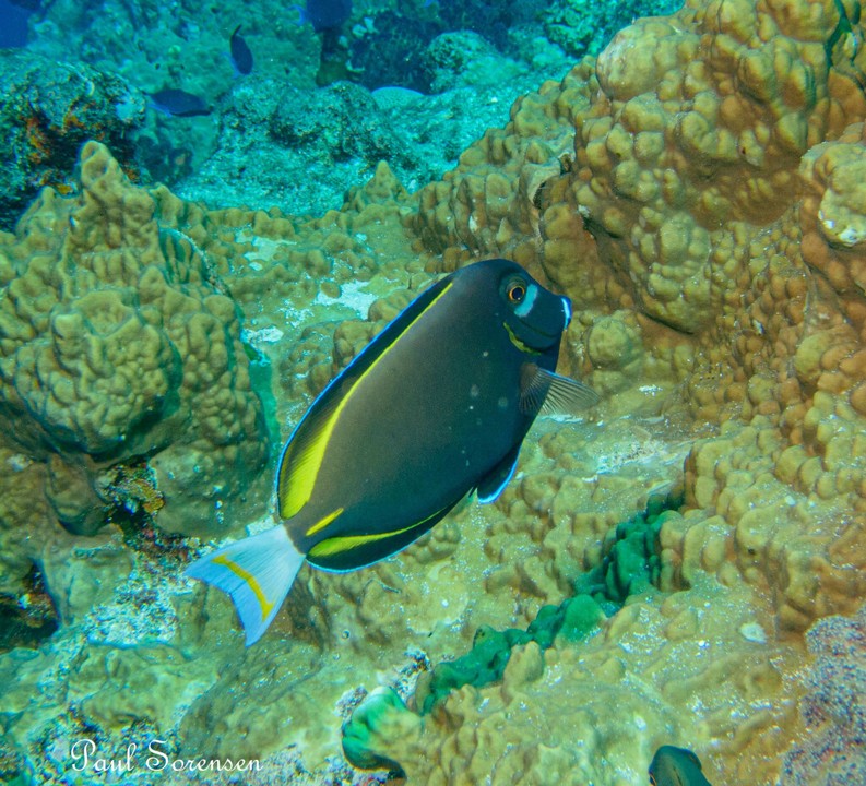 Acanthurus_nirgircans___Whitecheek_Surgeonfish___Palsu_Micronesia___08122023