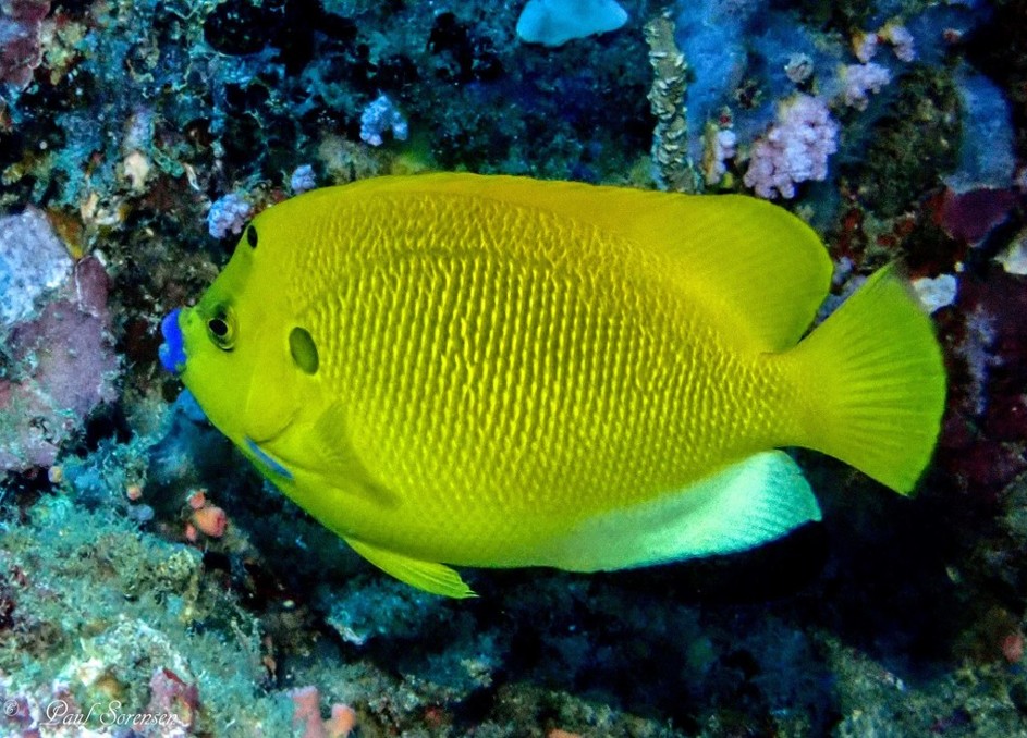 Apolemichthys_trimaculatus___Threespot_Angelfish___Puerto_Galera_Philippines___26092019