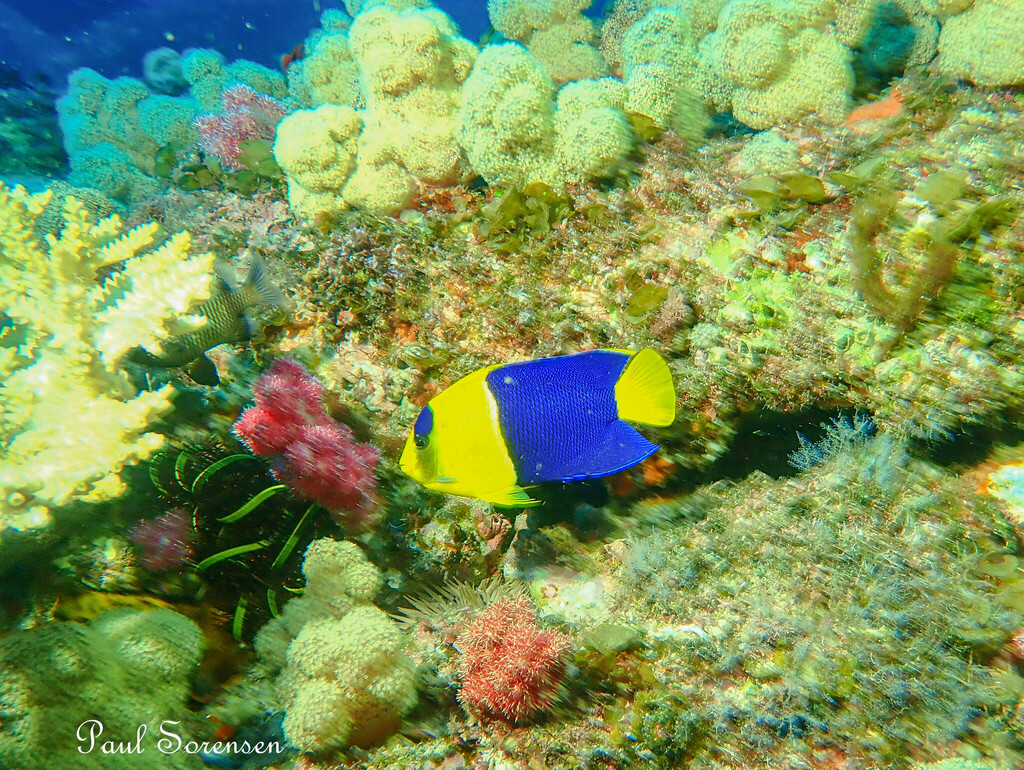Centropyge_bicolor___Bicolor_Angelfish___North_Stradbroke_Island_QLD___17022024