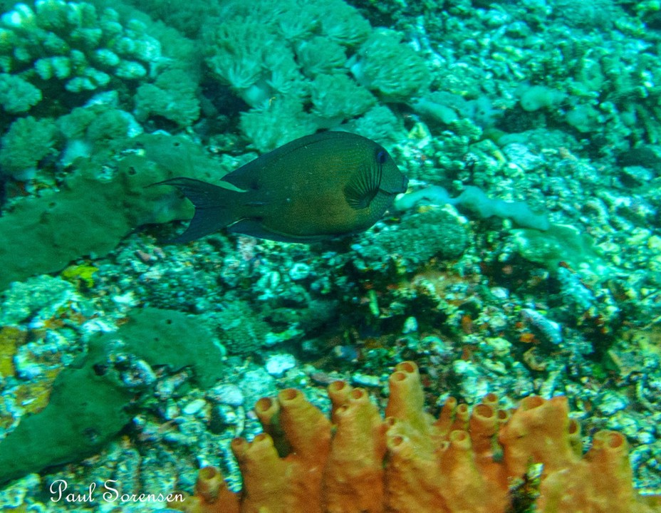 Ctenochaetus_binotatus___Twospot_Bristletooth___Nusa_Penida_Indonesia___23102023